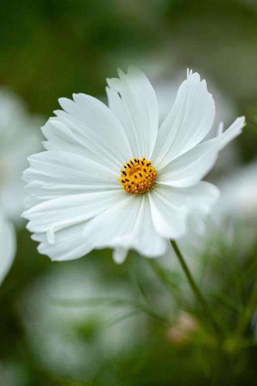 Cosmos bipinnatus, 'Purity'