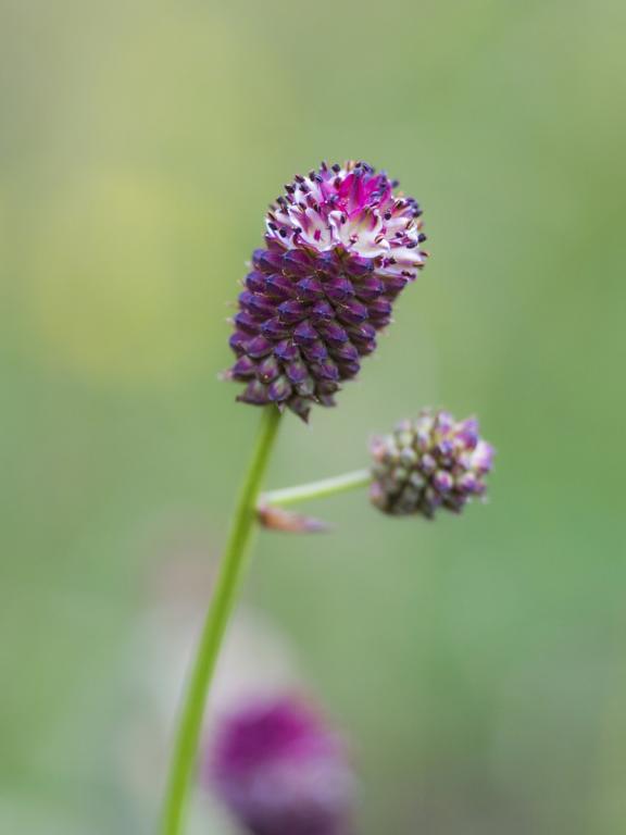 Sanguisorba officinalis