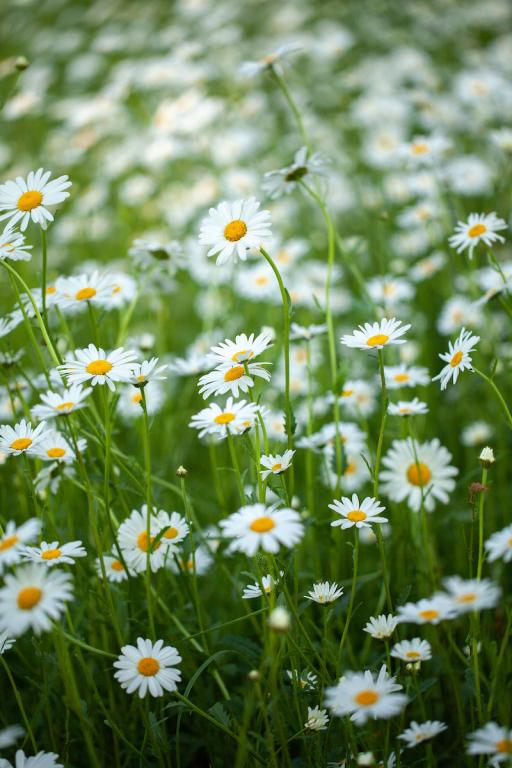 Chrysanthemum leucanthemum, True Wild Form