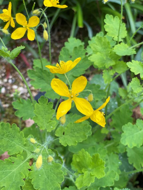 Chelidonium majus