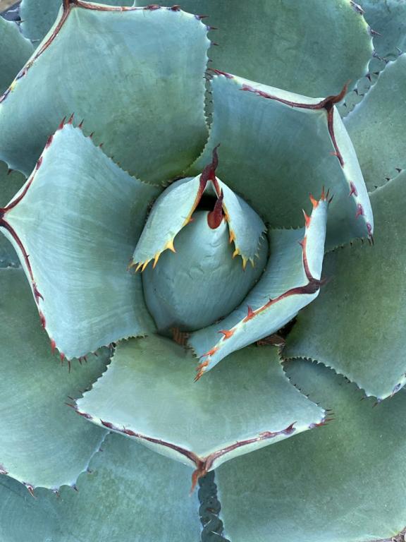 Agave, Mixed Species