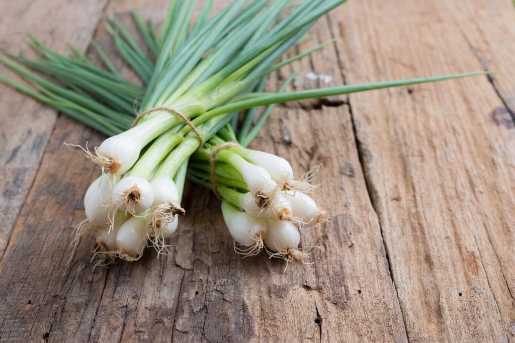 Onion, Salad & Bunching, 'White Lisbon'