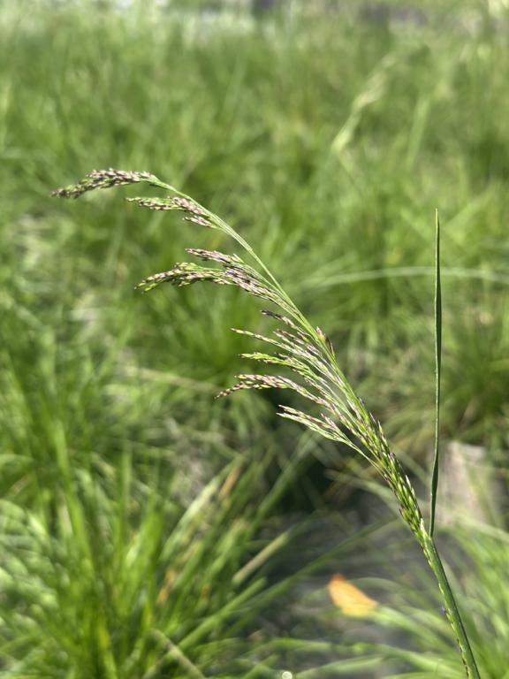 Deschampsia cespitosa