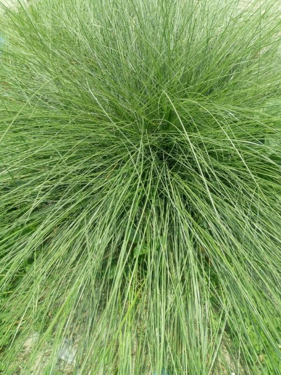 Sporobolus heterolepis