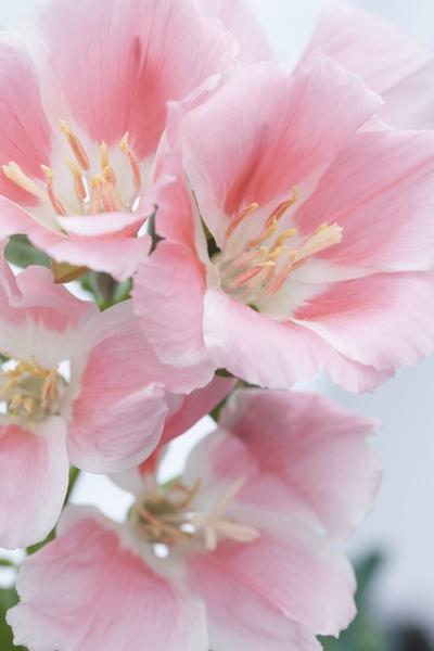 Godetia grandiflora, Azalea-flowered, Dwarf Double