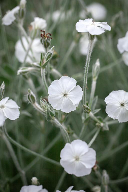 Lychnis coronaria var. alba