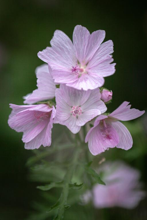 Malva moschata, 'Appleblossom'