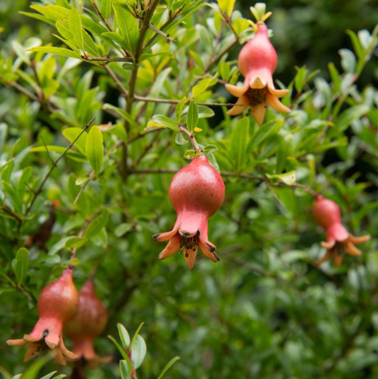 Punica granatum, 'Nana'