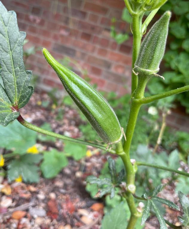 Okra, 'Pure Luck', F1 Hybrid