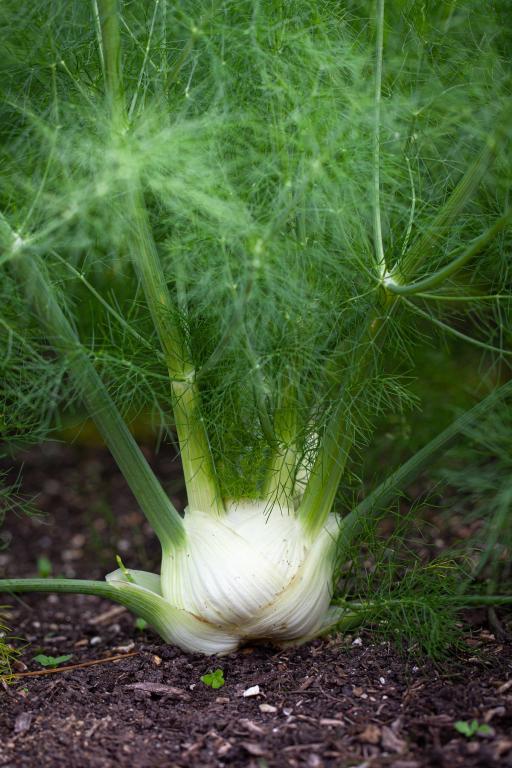 Florence Fennel, 'Rondo', F1 Hybrid