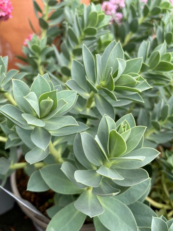 Euphorbia myrsinites