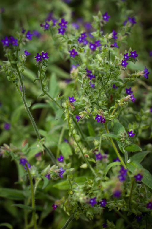 Anchusa officinalis