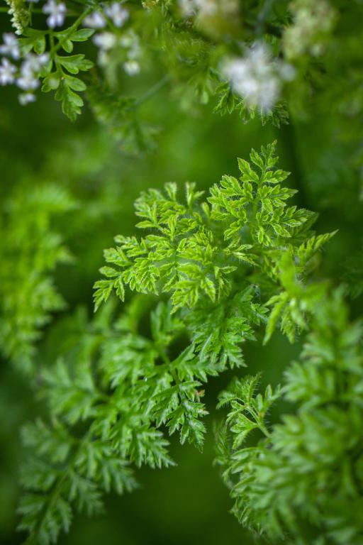 Curled Chervil