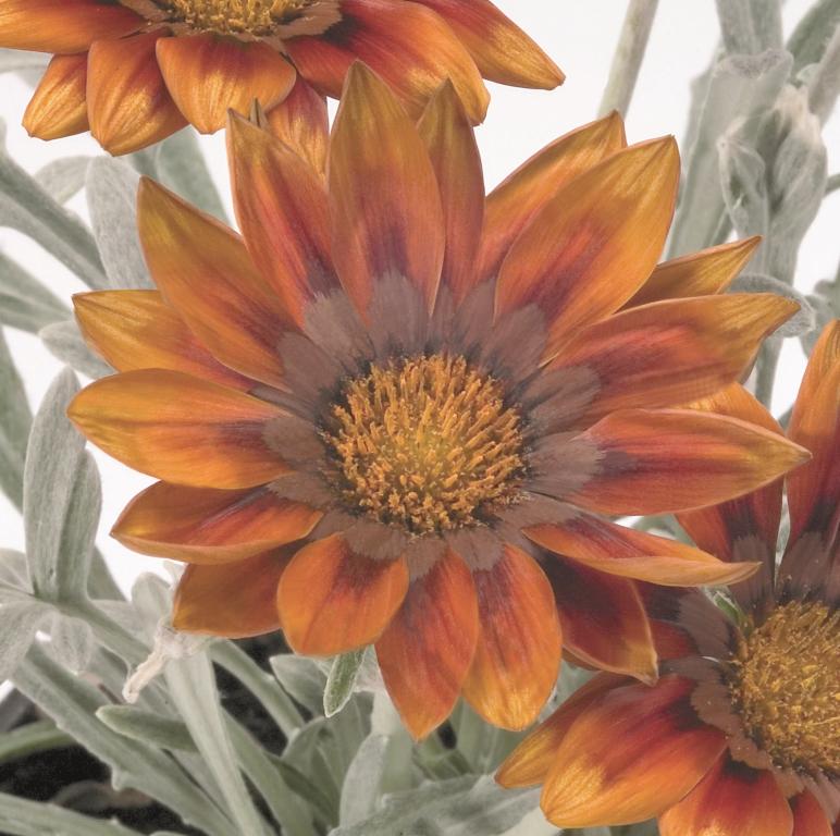 Gazania hybrida, 'Talent Red Shades'