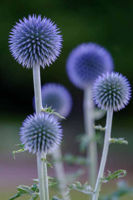 Echinops ritro