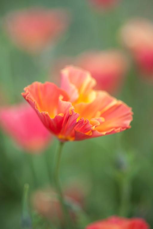 Eschscholzia californica, 'Thai Silk Apricot Chiffon'
