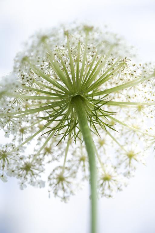 Daucus carota