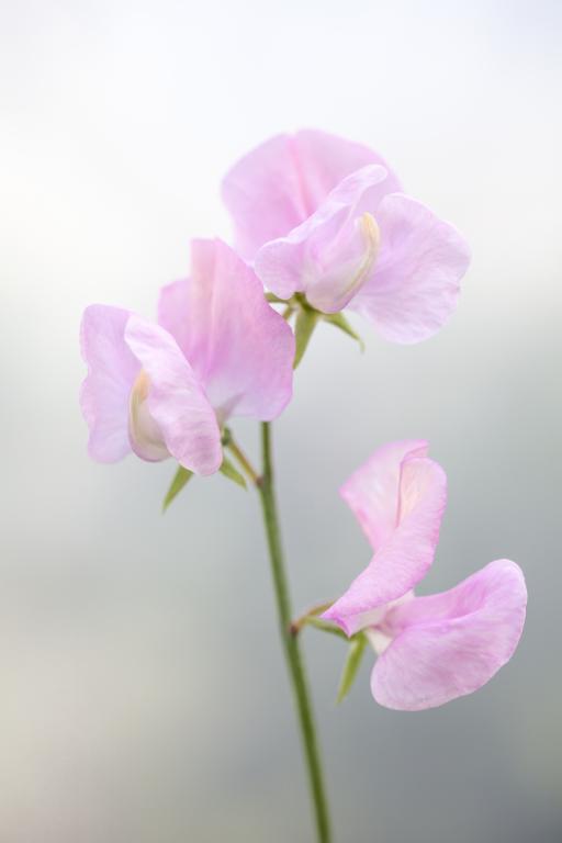 Lathyrus odoratus, 'Nelly Viner'