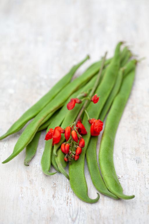 Bean, Runner, 'Polestar'