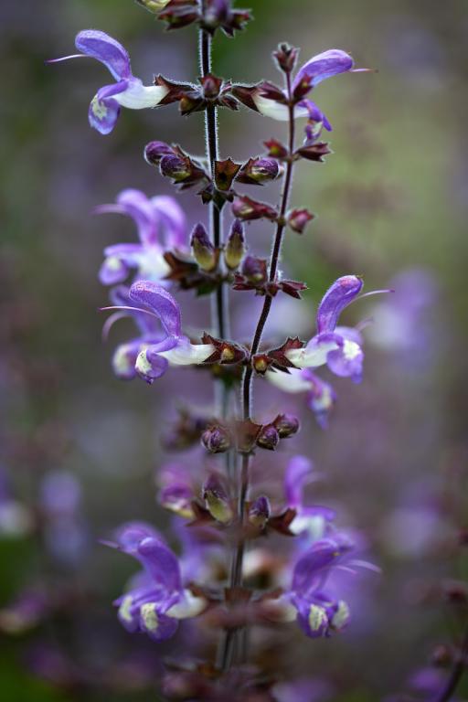 Salvia forskaohlei