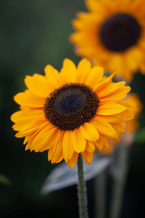 Helianthus annuus, 'Soraya'