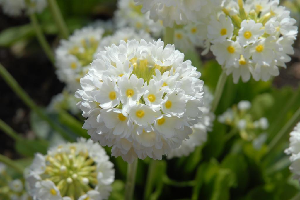 Primula denticulata var. alba, 'Snowball'
