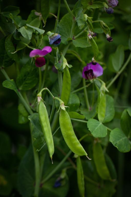 Pea, Mange Tout, 'Carouby de Maussane'