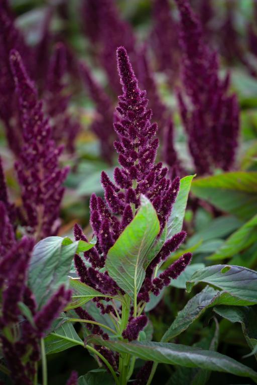 Amaranthus hypochondriacus, 'Pygmy Torch'