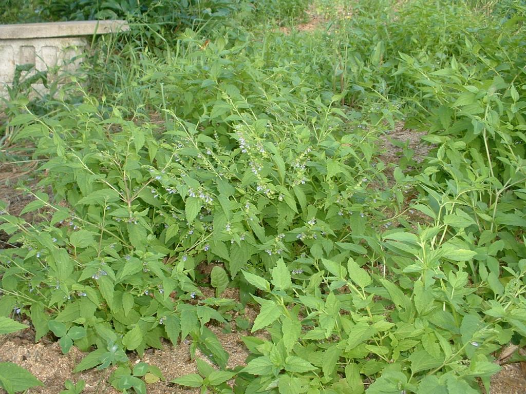 Scutellaria lateriflora