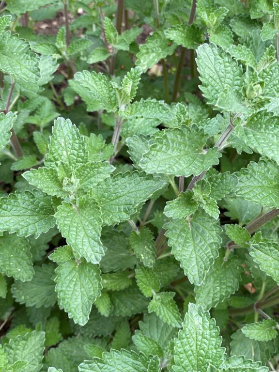Nepeta cataria