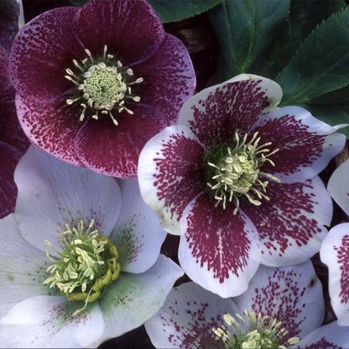 Helleborus, 'Helen Ballard' Hybrids