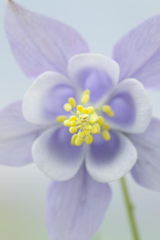 Aquilegia caerulea, 'McKana Giant Hybrids'