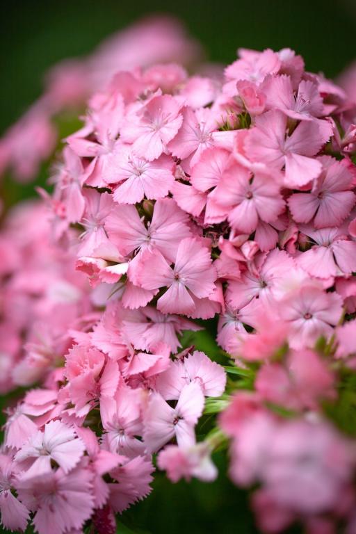 Dianthus barbatus, 'Newport Pink'