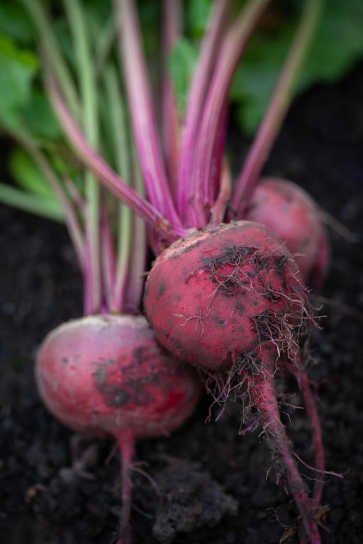 Beetroot, 'Boltardy'