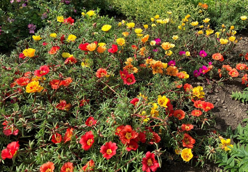 Portulaca grandiflora Single Mixed