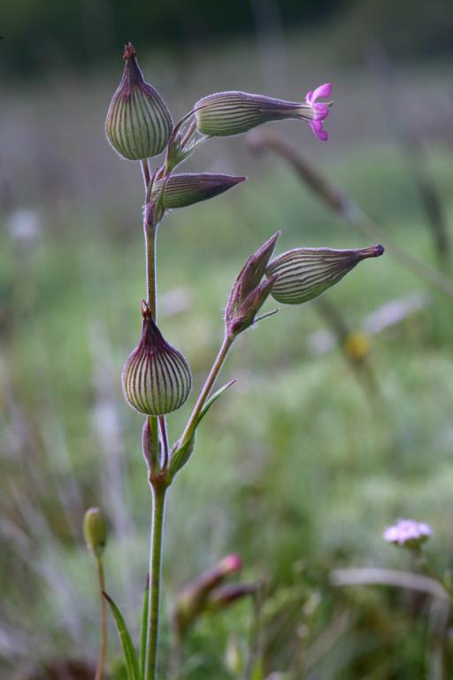 Silene conica, 'Balletje Balletje'