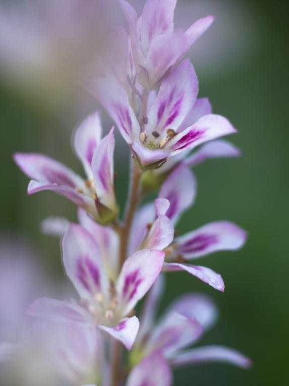 Francoa sonchifolia