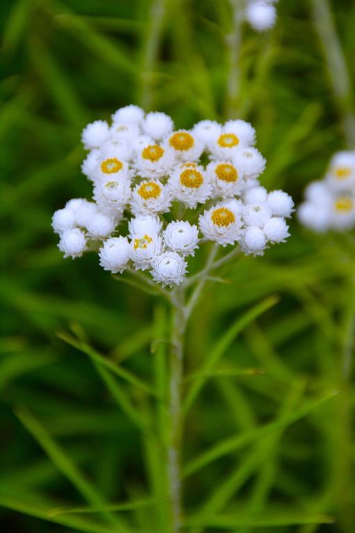 Anaphalis margaritacea, 'New Snow'