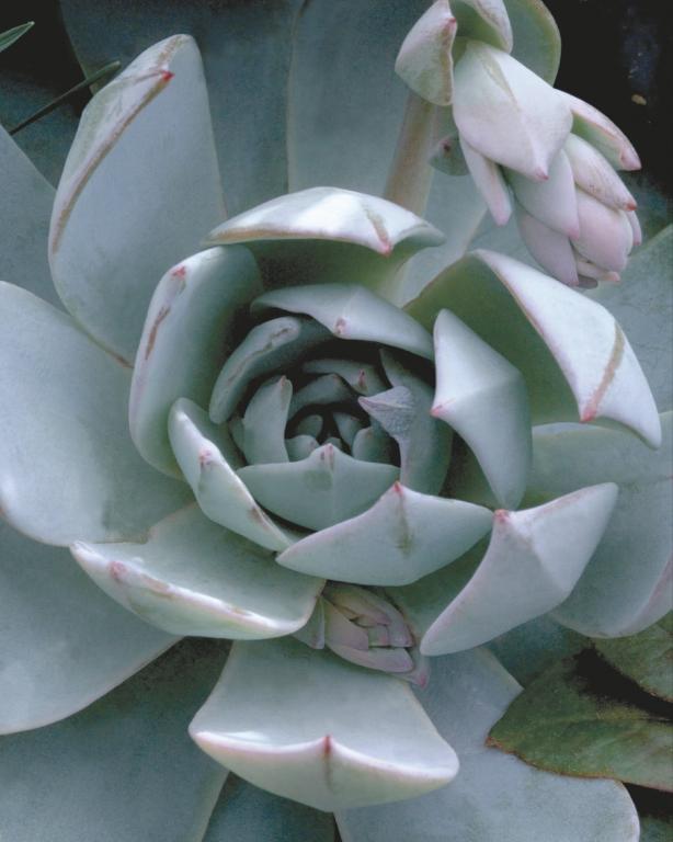 Echeveria peacockii