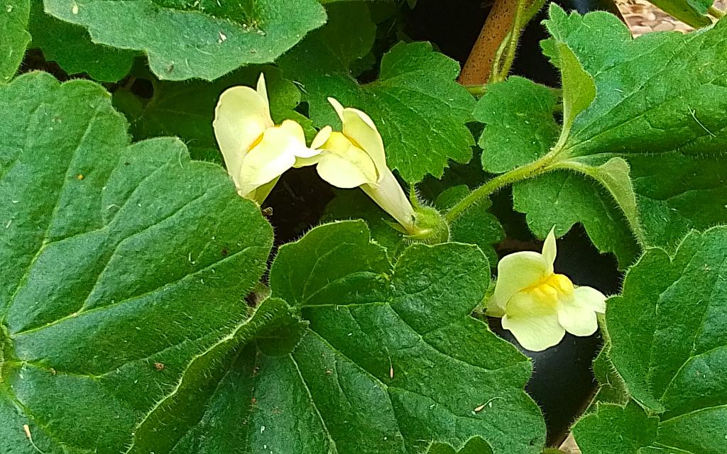 Asarina procumbens