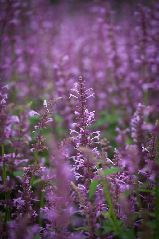 Agastache pallidiflora ssp. neomexicana, 'Rose Mint'