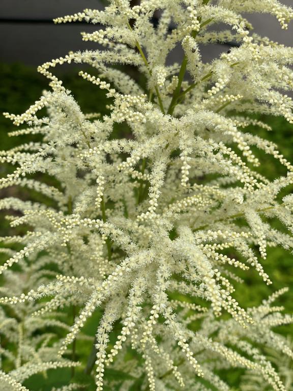 Aruncus dioicus