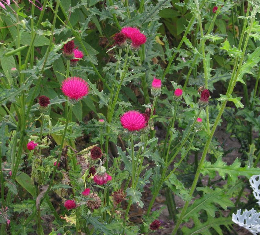 Cirsium japonicum, 'Rose Beauty'