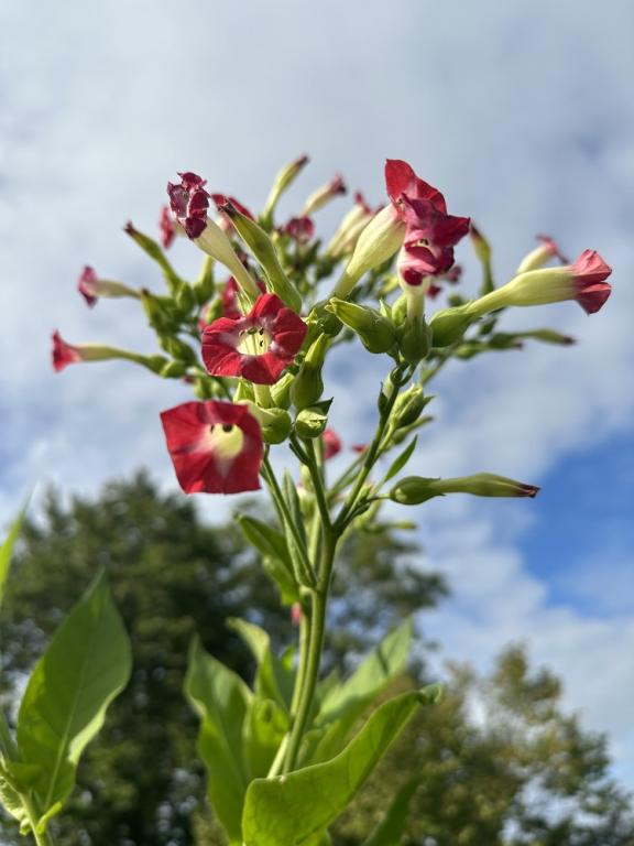 Nicotiana tabacum, 'Tobaco Rosa'