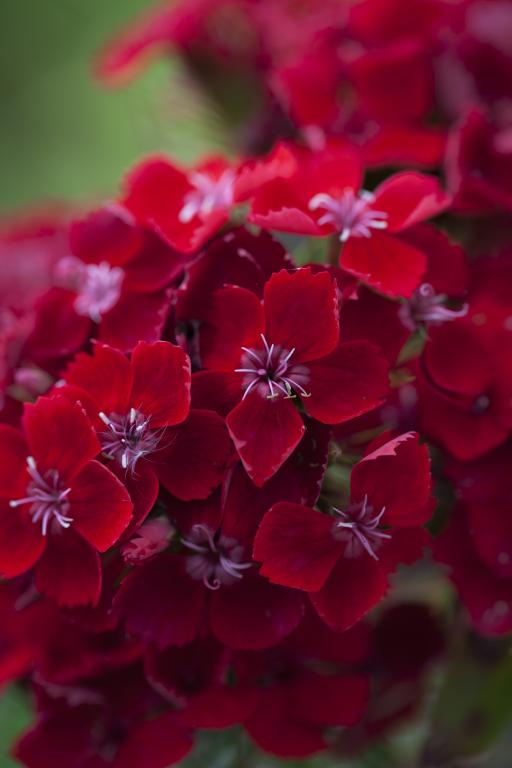 Dianthus barbatus, 'Scarlet Beauty'