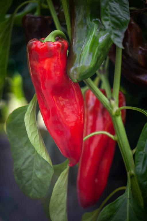 Capsicum, Sweet Pepper, 'Corno di Toro Rosso'