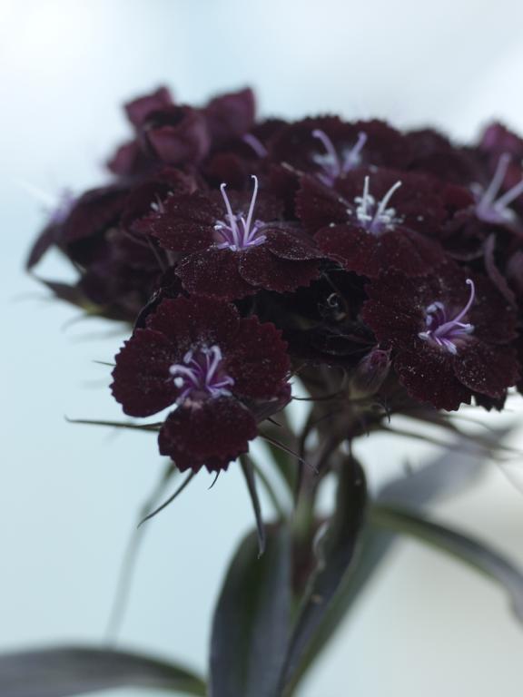 Dianthus barbatus, 'Sooty'