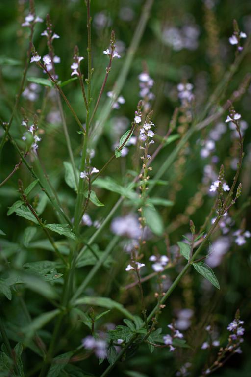 Verbena officinalis