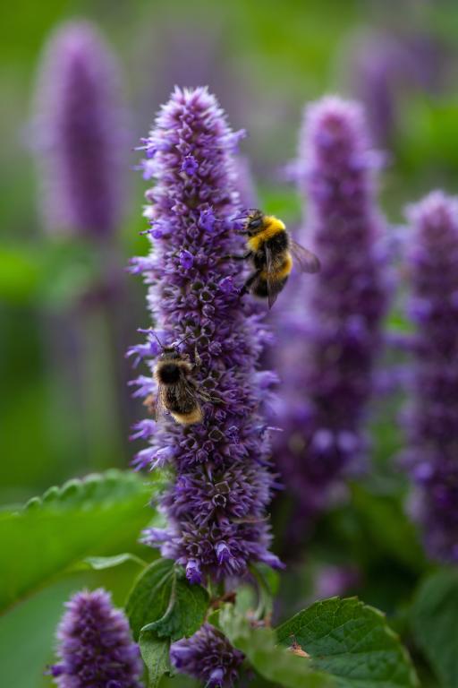 Agastache rugosa, 'Liquorice Blue'