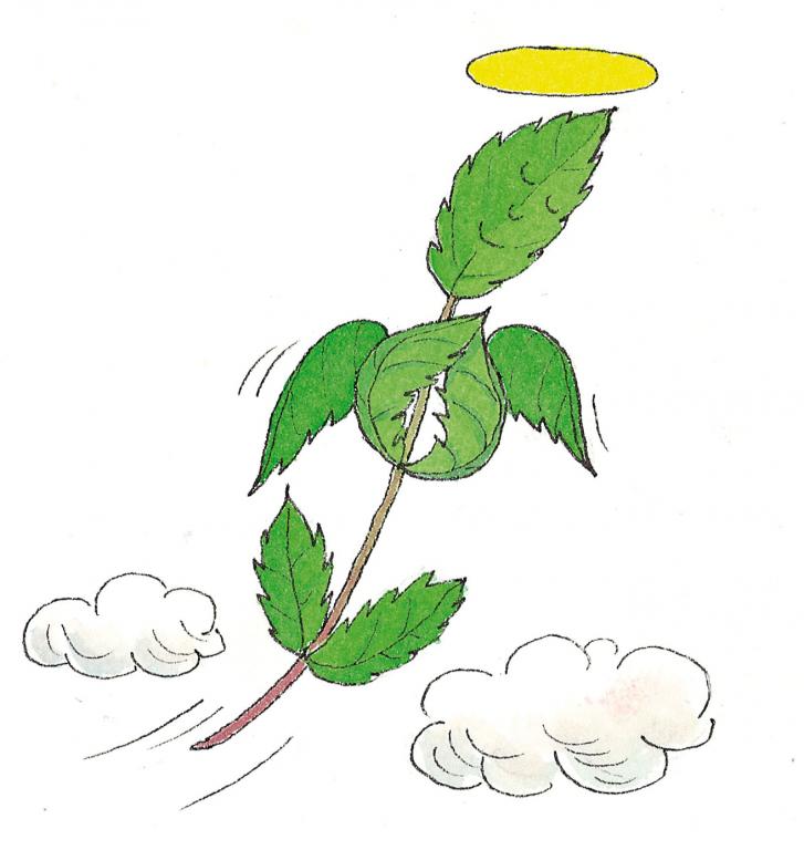 Holy Basil, 'Purple Tulsi'